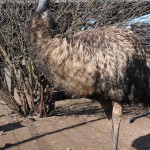 פינות חי בעמק יזרעאל - ברווזים בכפר